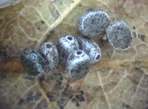 Poecilocampa populi